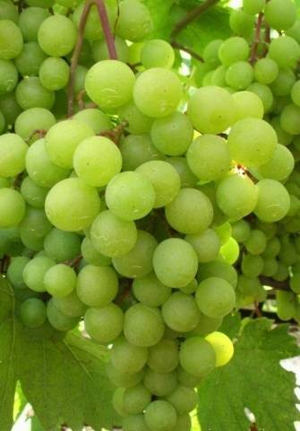 Виноград фрумоаса албэ: описание сорта, особенности ухода