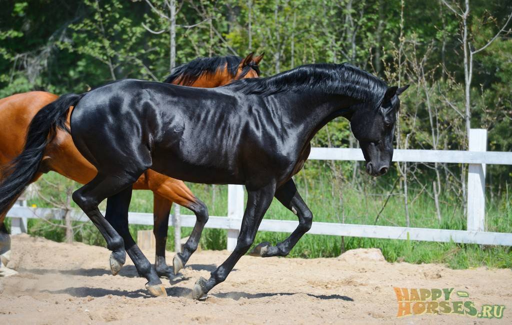 Описание русской верховой породы лошадей и правила содержания