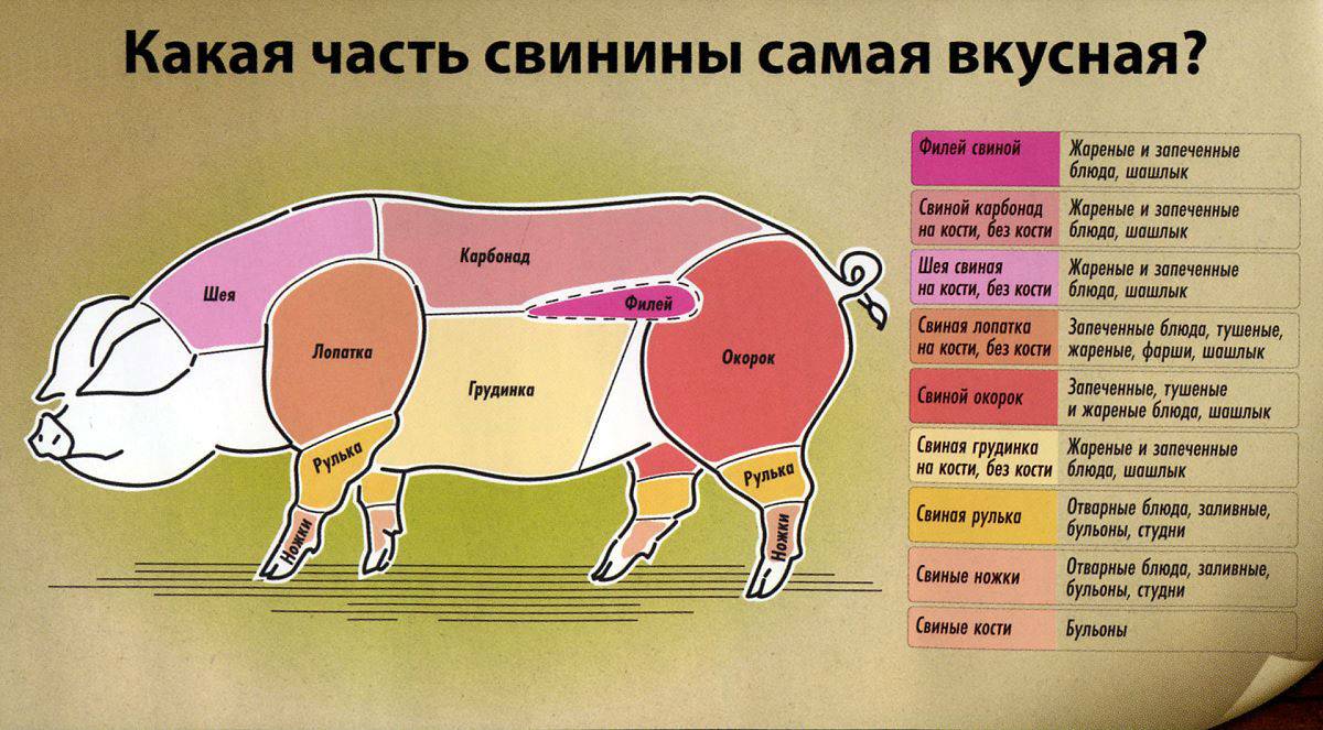 Части свиной туши: какие бывают, схема