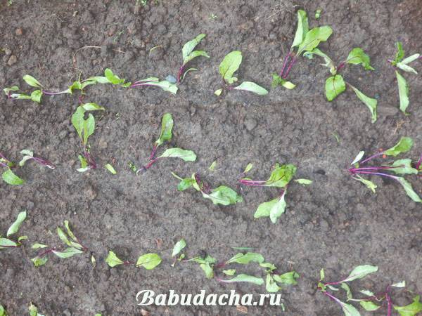 Посадка свеклы весной в открытый грунт: пошаговая инструкция от посева до сбора урожая, полезные советы