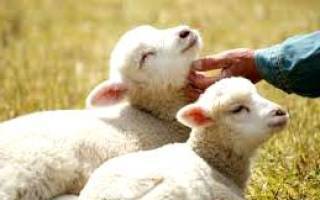 Кормление овец в домашних условиях, что они едят, нормы и правильный рацион