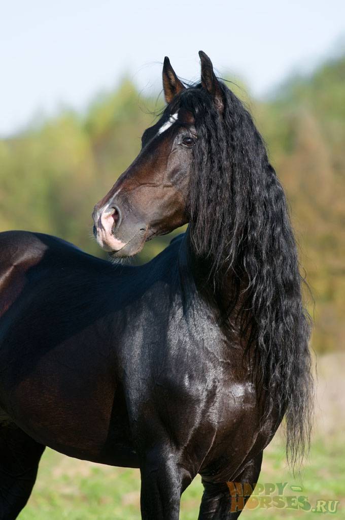 Андалузская лошадь – грациозная испанская порода 2021