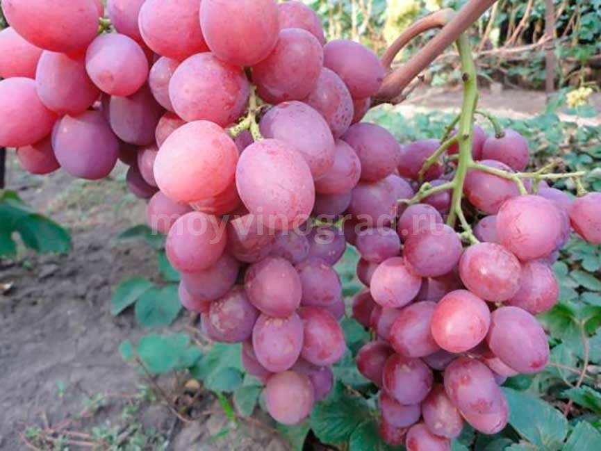 Виноград анюта: агротехнические, внешние особенности, описание сорта и отзывы на распространенных форумах