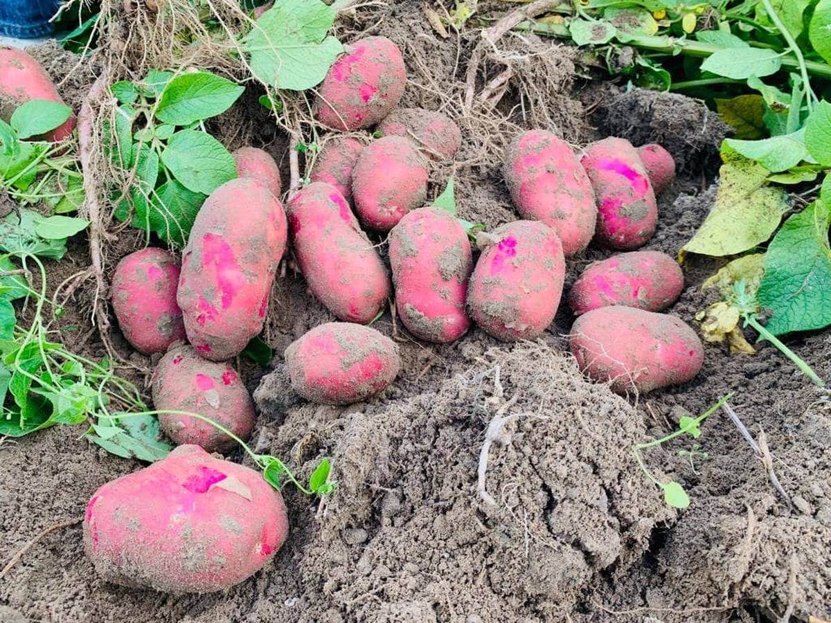 Как вырастить хороший урожай картофеля в домашних условиях: технология и разные способы