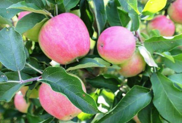 Описание и технология выращивания яблони сорта кандиль орловский