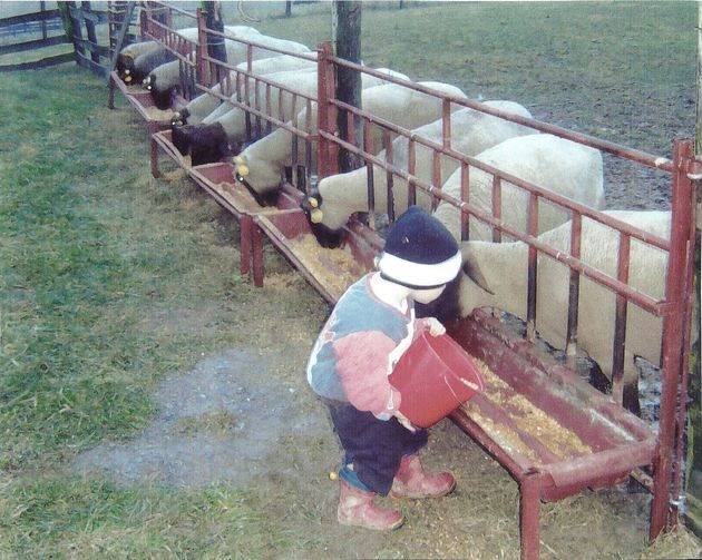 Кормушки для овец: виды конструкций, изготовление своими руками