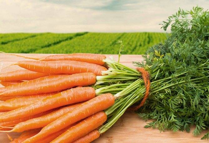 Удобрения для моркови при посадке весной и осенью