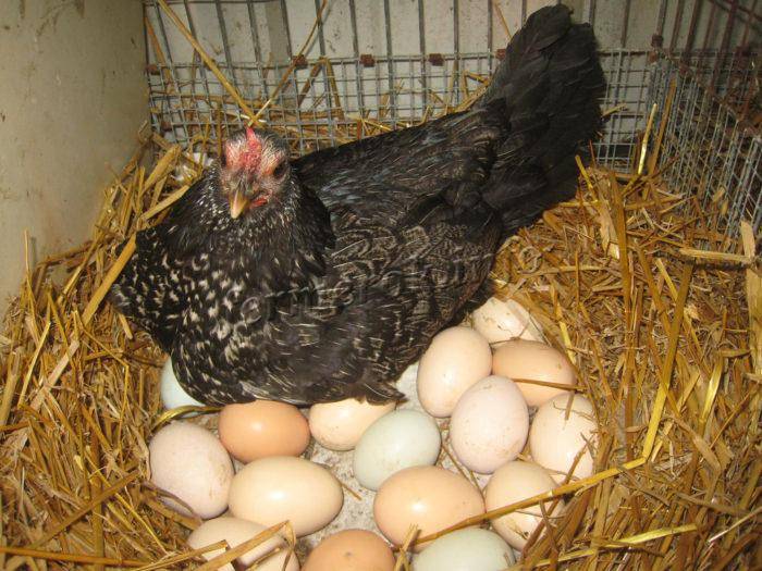 Сколько яиц подкладывать под наседку: как правильно ухаживать