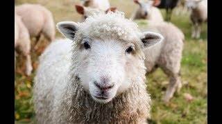 Основные преимущества овцеводства как бизнес: правила разведения животных, выбор породы