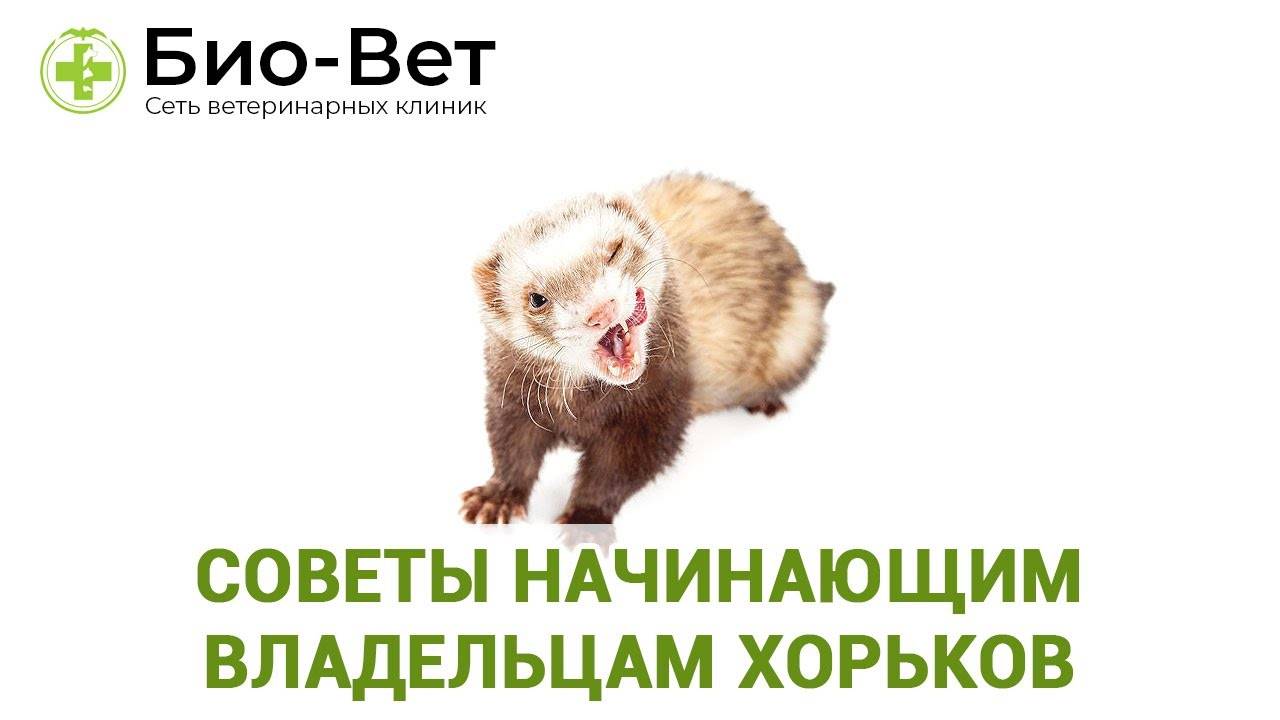 Первичная вакцинация кошек, собак и хорьков