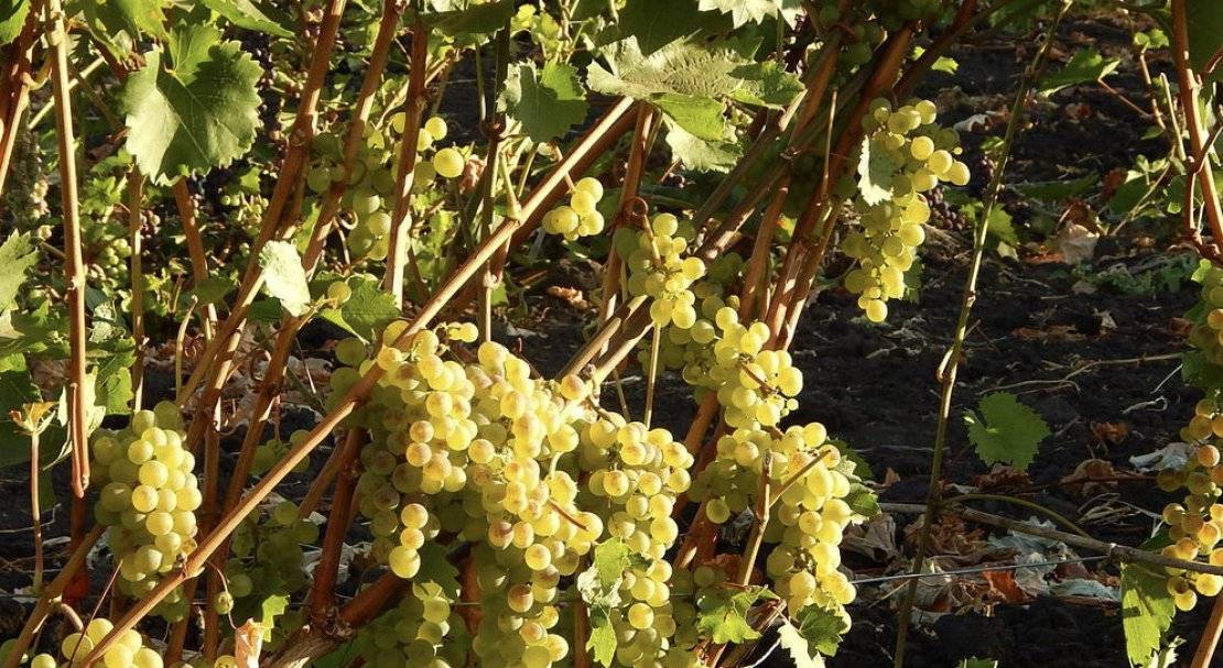 Виноградный сорт Бианка — описание и правила агротехники