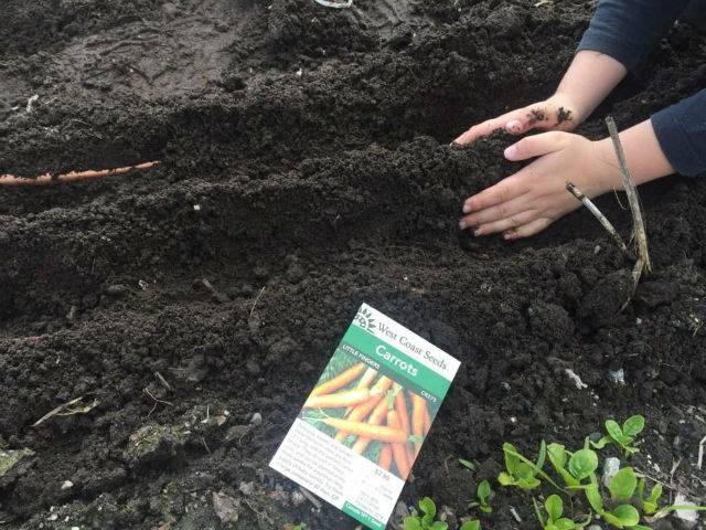 Посев моркови в открытый грунт весной: нюансы и сроки посадки