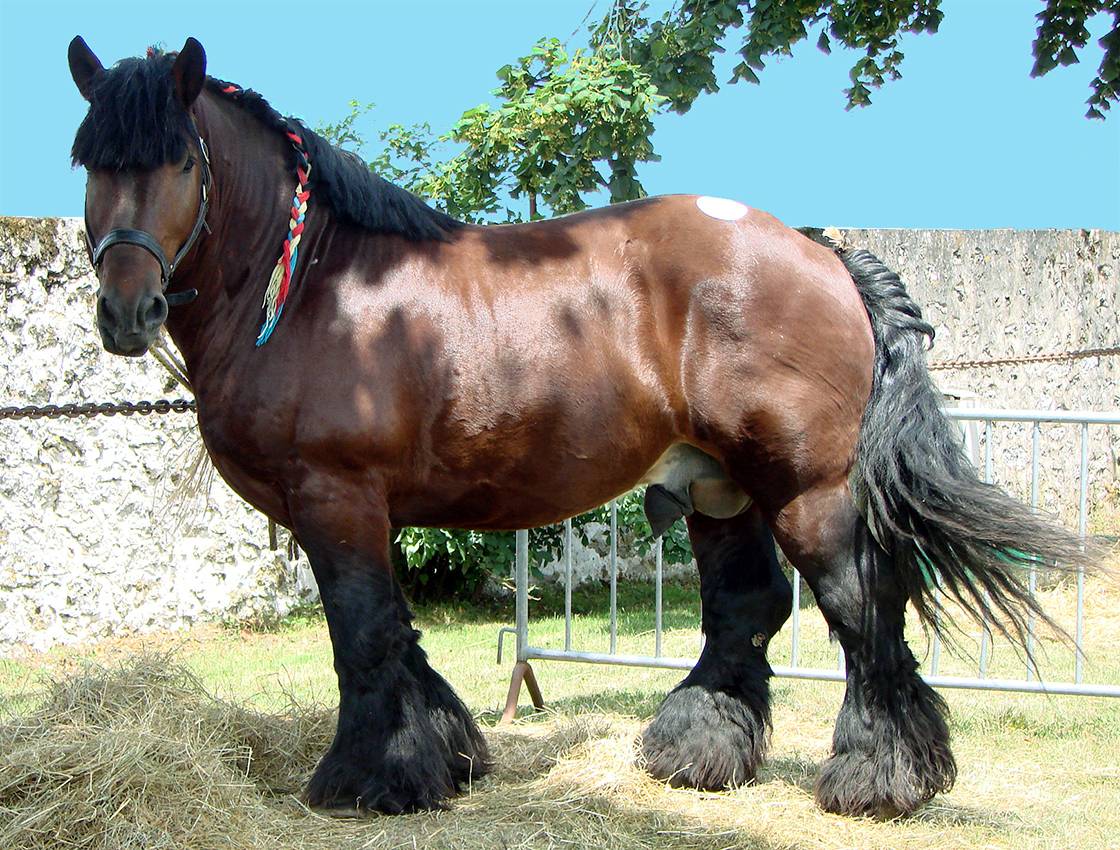 Описание лошадей Арденской породы