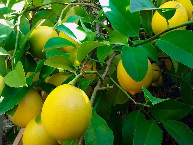 Уход за домашним лимоном selo.guru — интернет портал о сельском хозяйстве