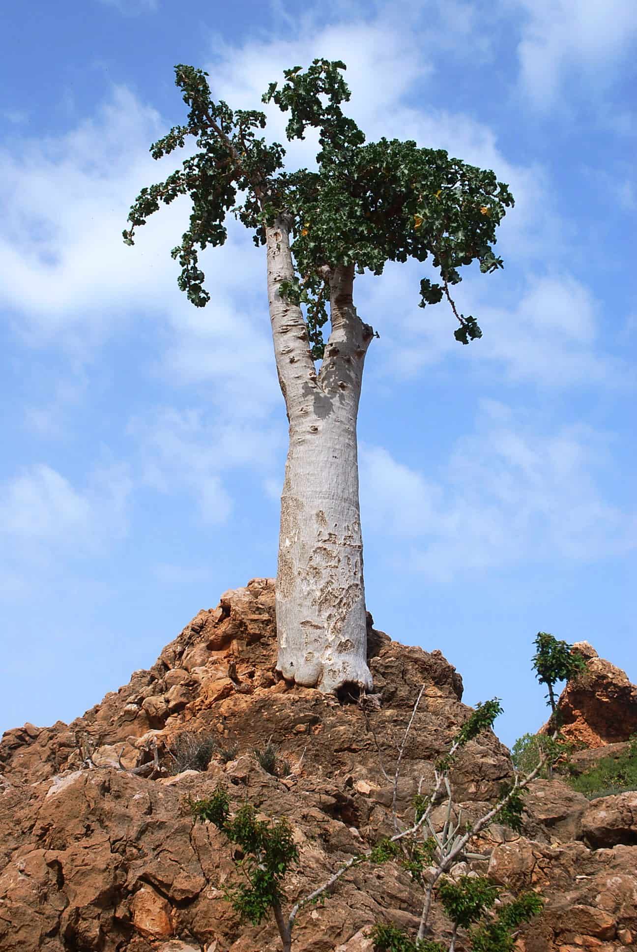 Огуречное дерево билимби