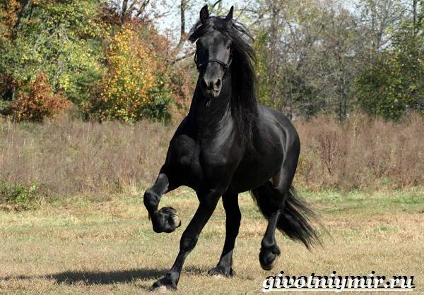Фризская лошадь. описание, особенности, уход и цена фризской лошади