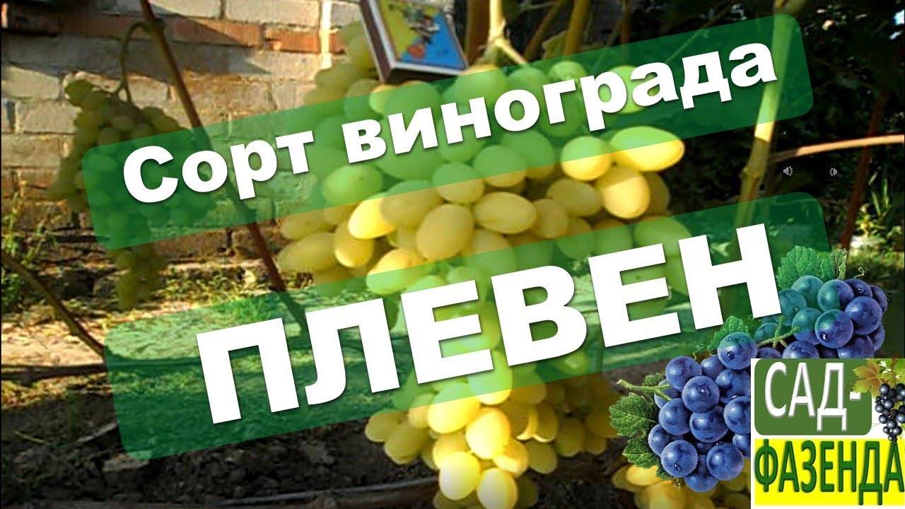 Виноград "плевен мускатный": описание сорта, фото, регионы выращивания, сроки сбора урожая, характеристики selo.guru — интернет портал о сельском хозяйстве