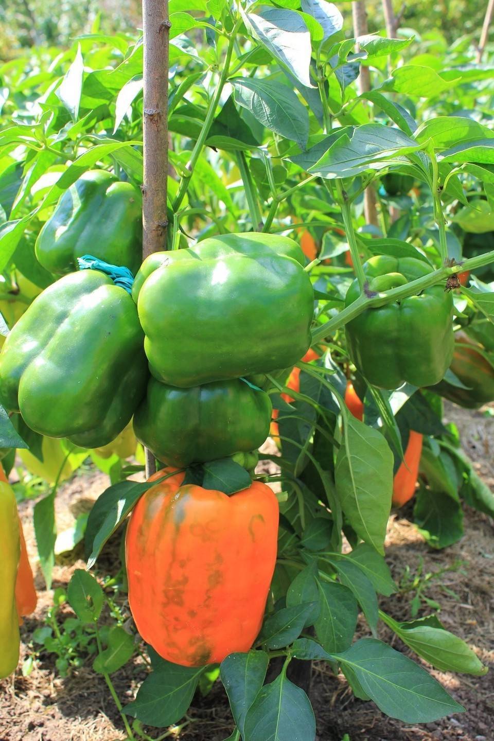 Перец биг папа: отзывы фермеров со стажем, фото необычных плодов, секреты их правильного выращивания