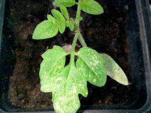 Применение эпина для рассады помидор | огородовед