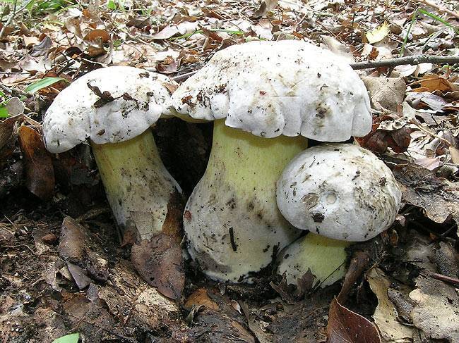Белый гриб в лицах, или какие бывают боровики? описание, фото — ботаничка.ru