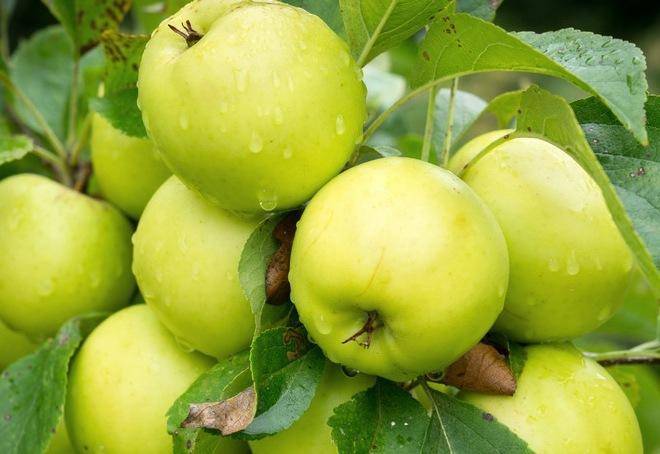 Яблоня «чудное»: характеристика, агротехника выращивания