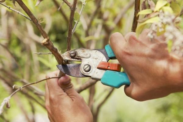 Обрезка деревьев — как правильно подрезать плодовые саженцы весной