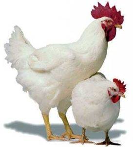 Кормление бройлерных цыплят от нуля до убоя