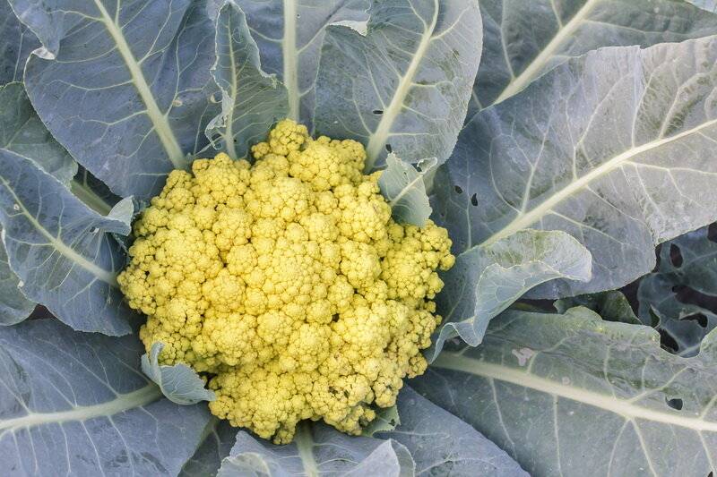 Выращиваем цветную капусту на огороде: вся технология от выбора семян до рецептов блюд