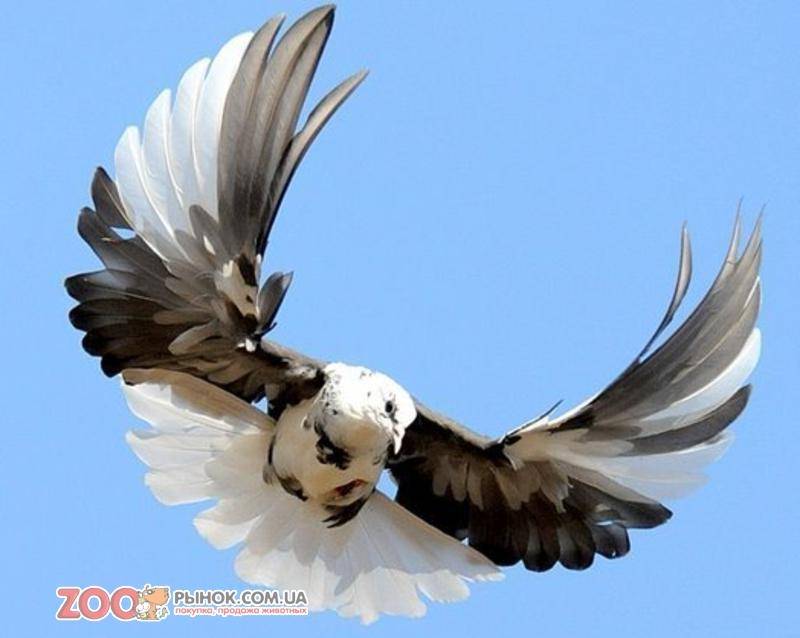 Отличительные черты серпастых голубей