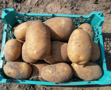 Описание сортов картофель аризона