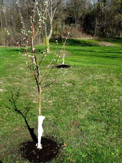 Инструкция по посадке яблонь весной