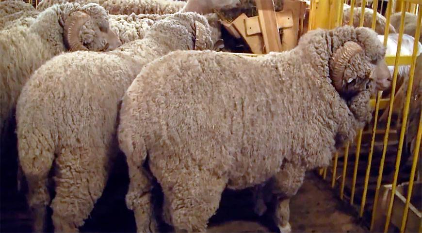 Породы овец: описание, характеристики, фото