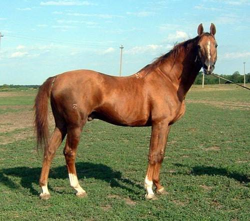 Масти лошадей. описание, особенности и названия мастей лошадей | живность.ру