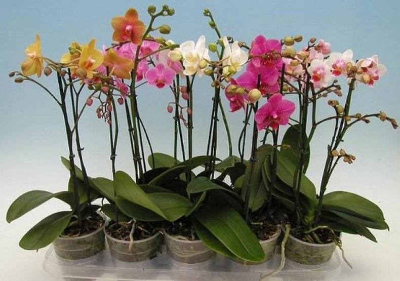 Как ухаживать, если орхидея выпустила цветонос, и что делать, если его нет?