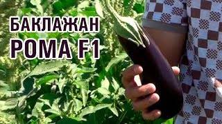 Описание сорта баклажана рома f1, его характеристика и урожайность