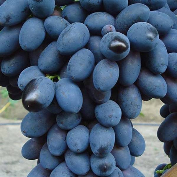 Виноград кодрянка: посадка и уход за сортом