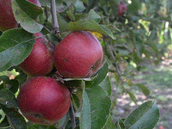 Колоновидные яблони для подмосковья и московской области: описание сортов с фото и отзывами