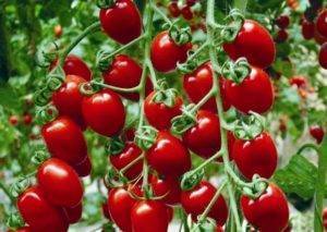 Гибрид паленка – урожайный томат для закрытого грунта: описание, преимущества, особенности выращивания