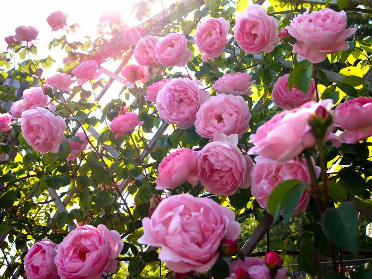 Пионовидные розы: виды и сорта с фото, уход и посадка