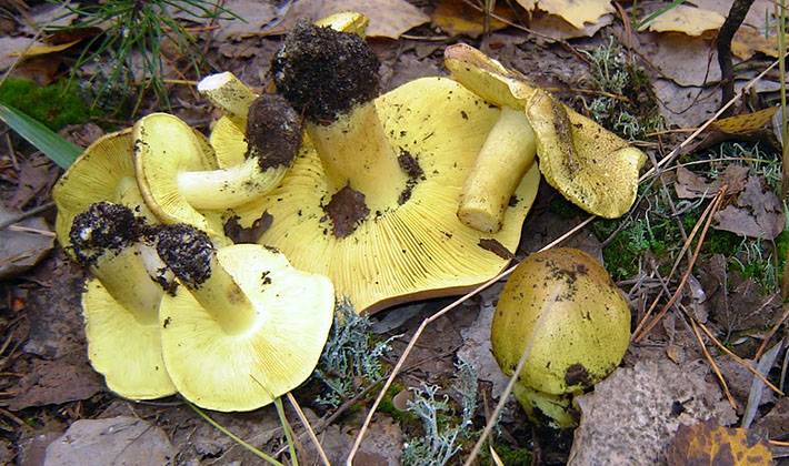 Зеленушка (гриб) — википедия