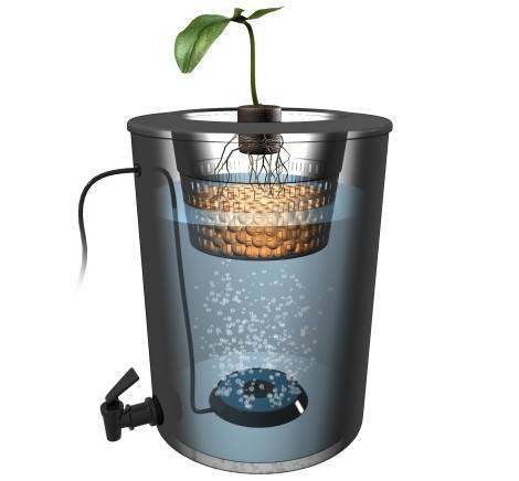 Выращивание на гидропонике в домашних условиях, пересадка и правила ухода