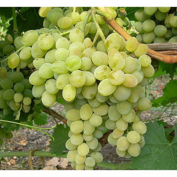 Сорт винограда фрумоаса албэ: что нужно знать о нем, описание сорта, отзывы