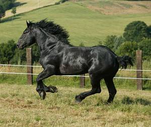 Першерон лошадь: характеристика породы, фото, видео
