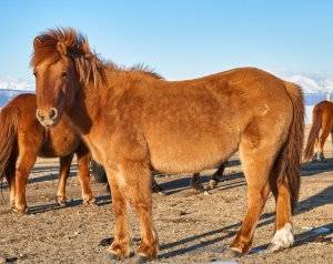 Описание Монгольской лошади