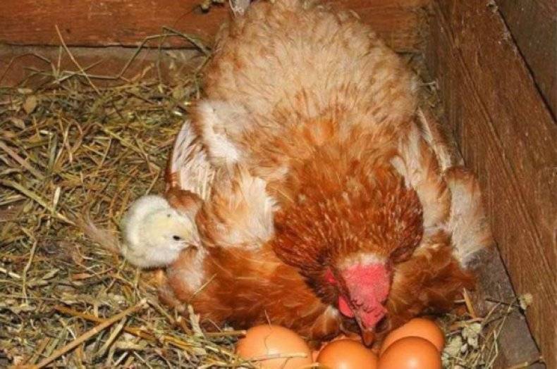 Сколько времени курица высиживает яйца - что влияет на период
