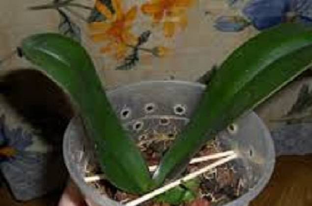 Как нарастить корни у детки орхидеи, что делать в случае их отсутствия, способы решения проблемы