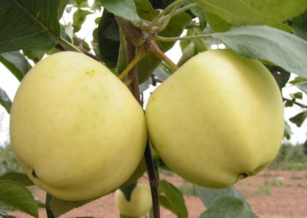 Яблоня белый налив: 3 причины, почему дерево не плодоносит