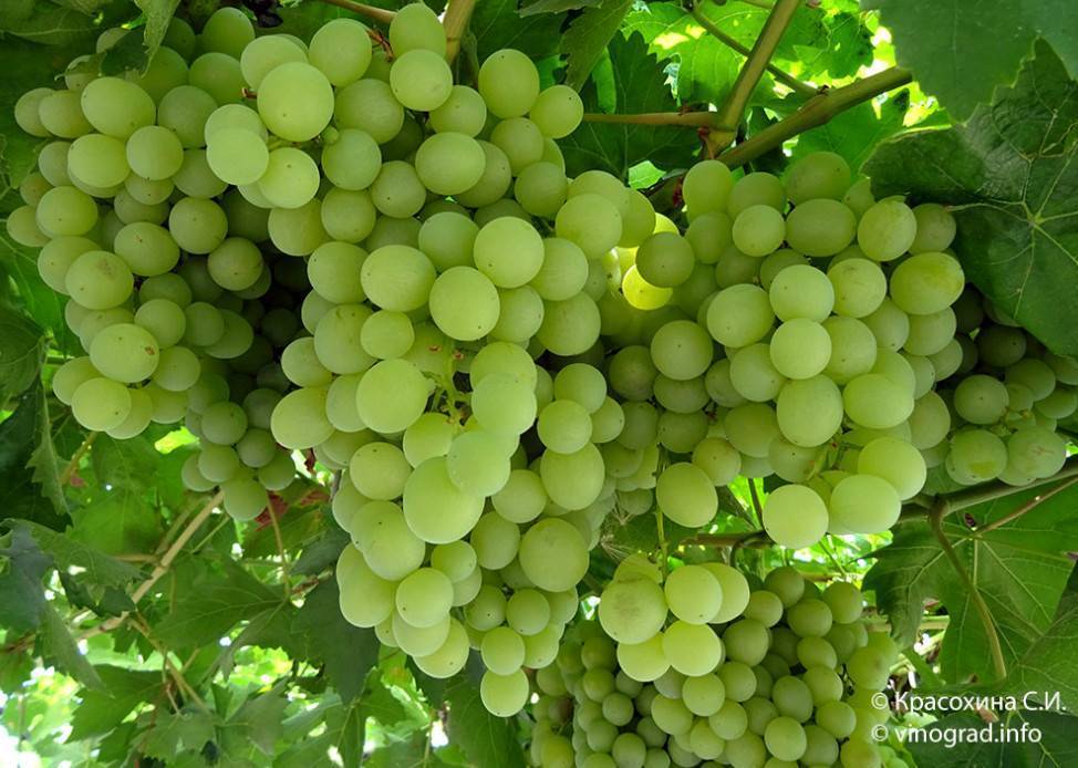 Топ сортов винограда раннего срока созревания