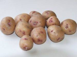 Отечественный сорт картофеля «аврора» для получения богатого вкусного урожая