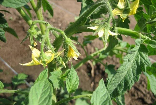 Урожай как на дрожжах: чем подкормить помидоры в период плодоношения